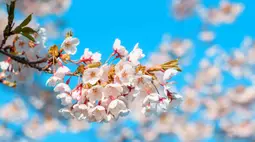 1536x1024 laptop spring wallpaper